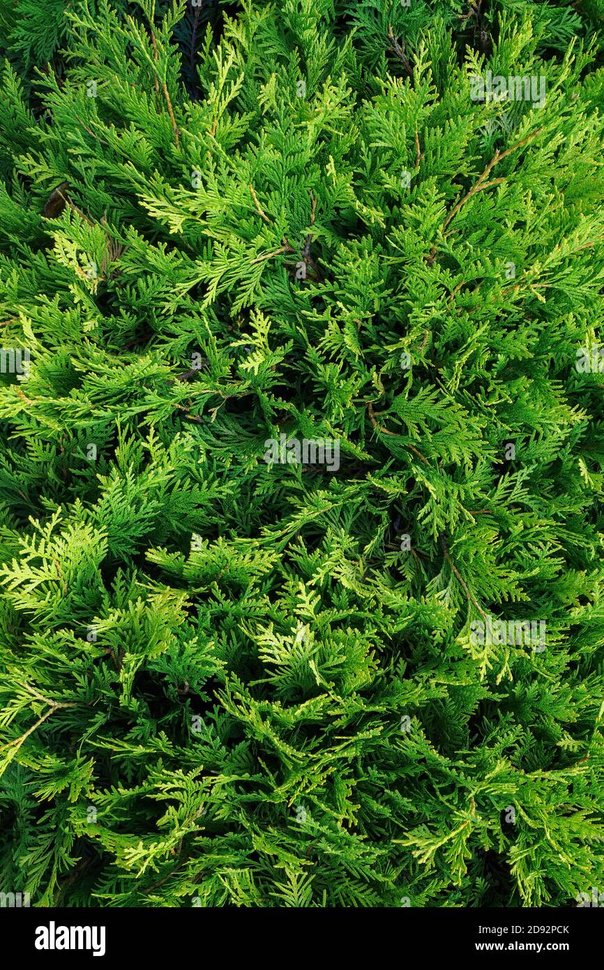 vertical top view of thuja green branches, nature texture background Stock Photo
