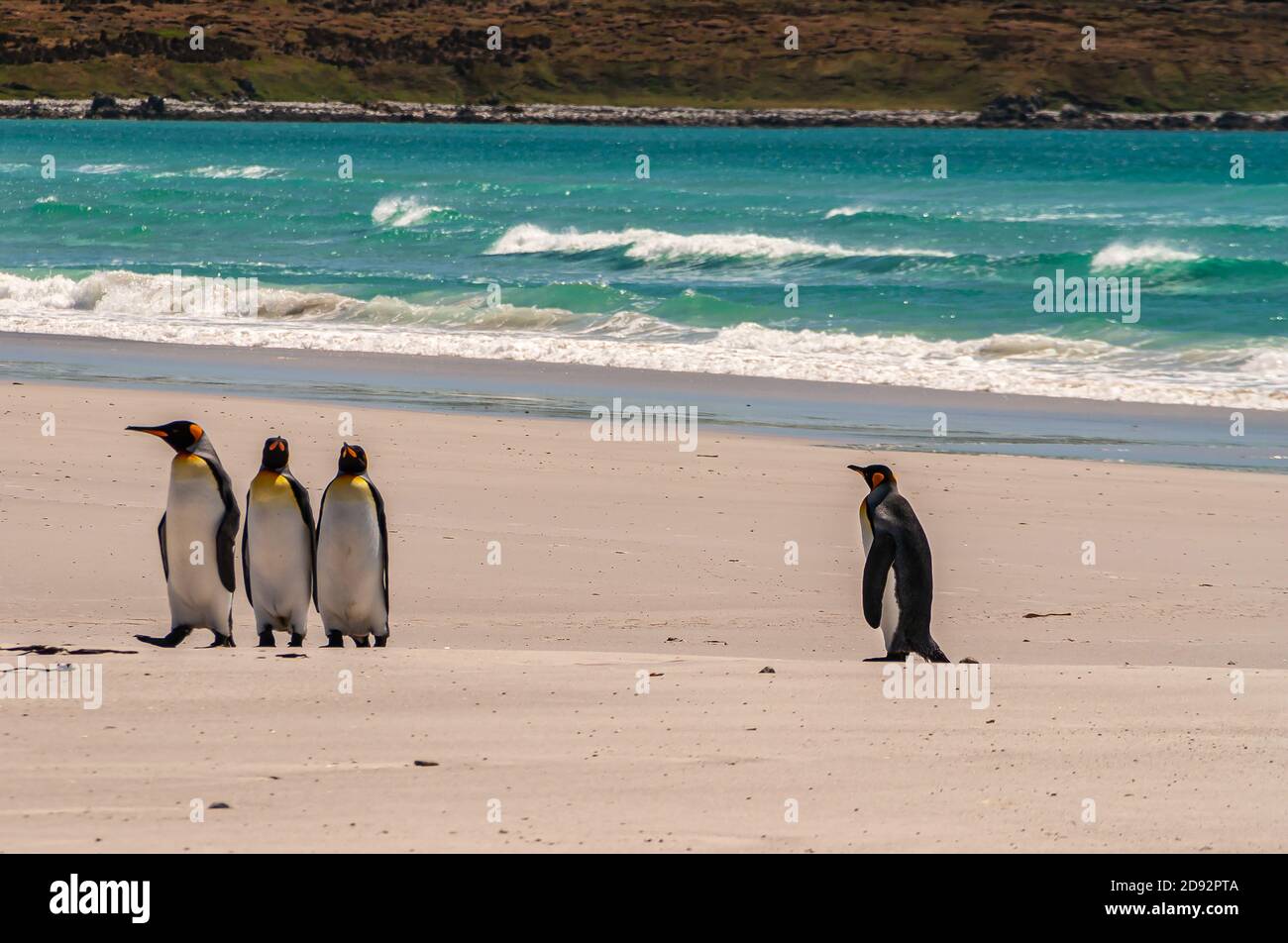 Volunteer Beach, Falkland Islands, UK - December 15, 2008: 4 King Penguins return from azure ocean on white-beige sand with landmass in back. Stock Photo