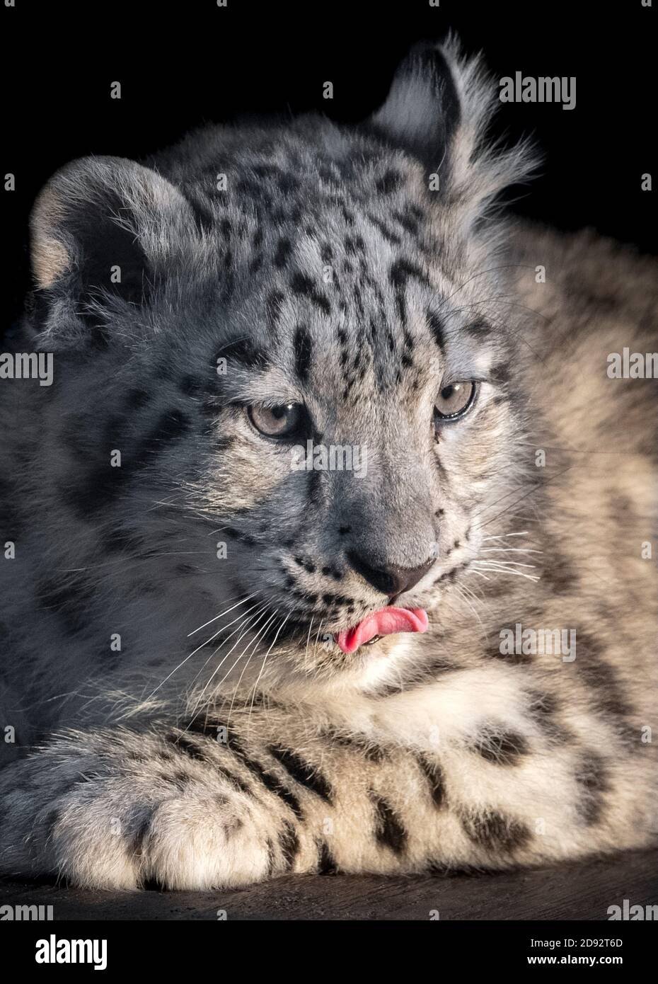 Snow leopard cub licking lips Stock Photo