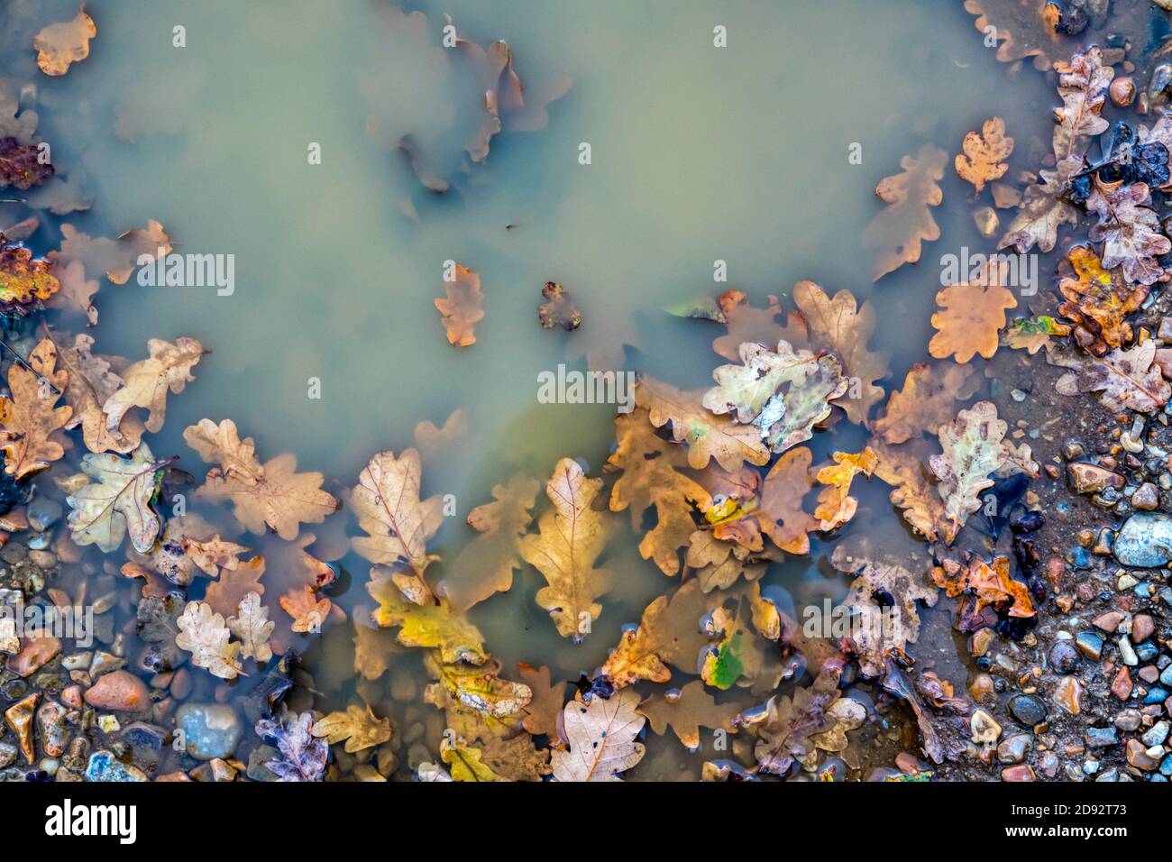 Autumn leaves around the edge of a puddle of rainwater. Stock Photo