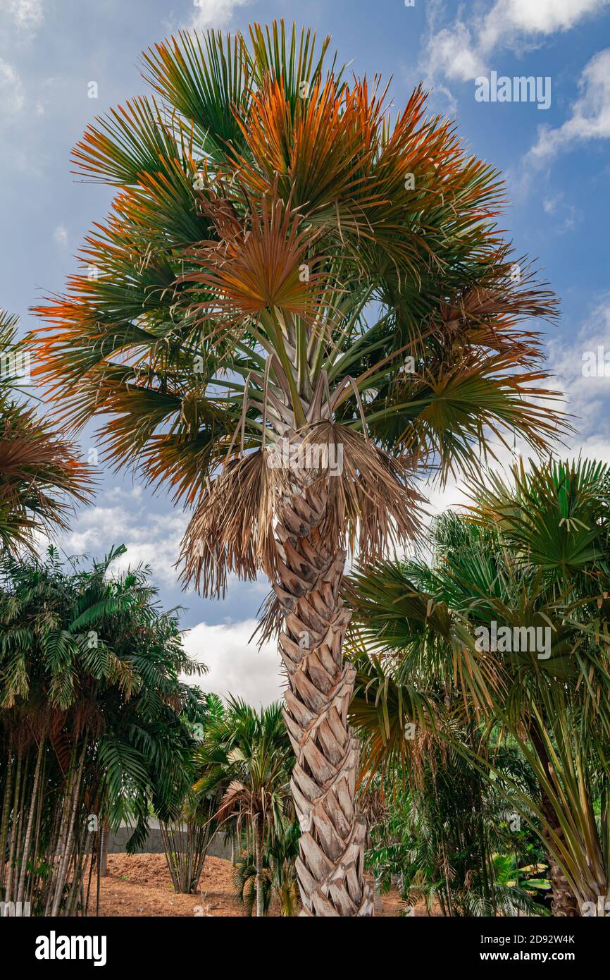 gebang palm, (Corypha), trunk and leaves close view Stock Photo