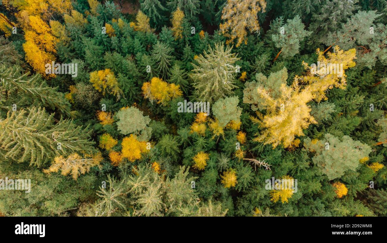 Fall forest landscape view from above. Colorful nature background. Autumn forest aerial drone view.Idyllic fall scenery from a birds eye view.Trees wi Stock Photo