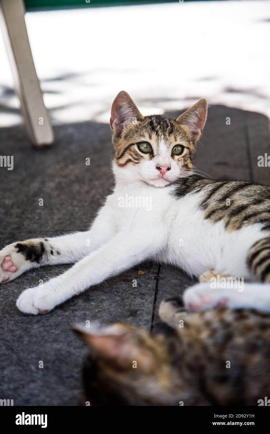 Kittens rest in a cat house on the street. Istanbul is known as the City of Cats and sometimes