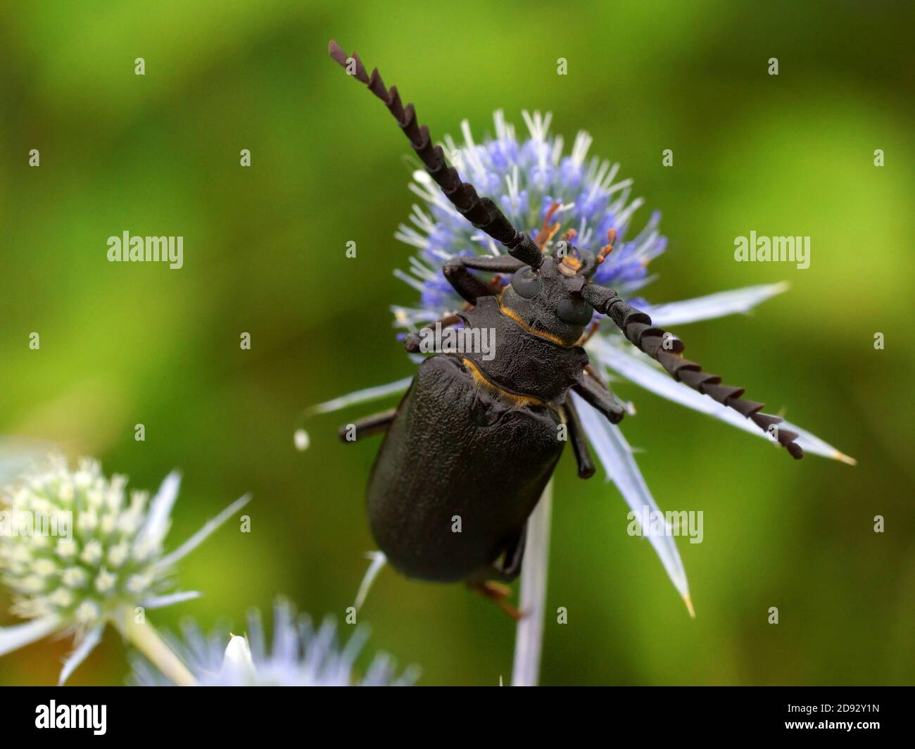 Prionus coriarius, the tanner, the sawyer is a species of longhorn beetle. The beetle sits on a flower outdoors. Stock Photo