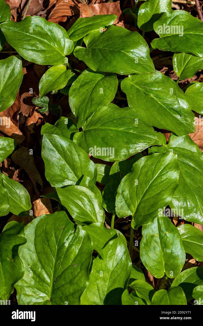 Fresh, green leaves of sorrel, Rumex acetosa, on the forest floor. Photographed directly from above Stock Photo