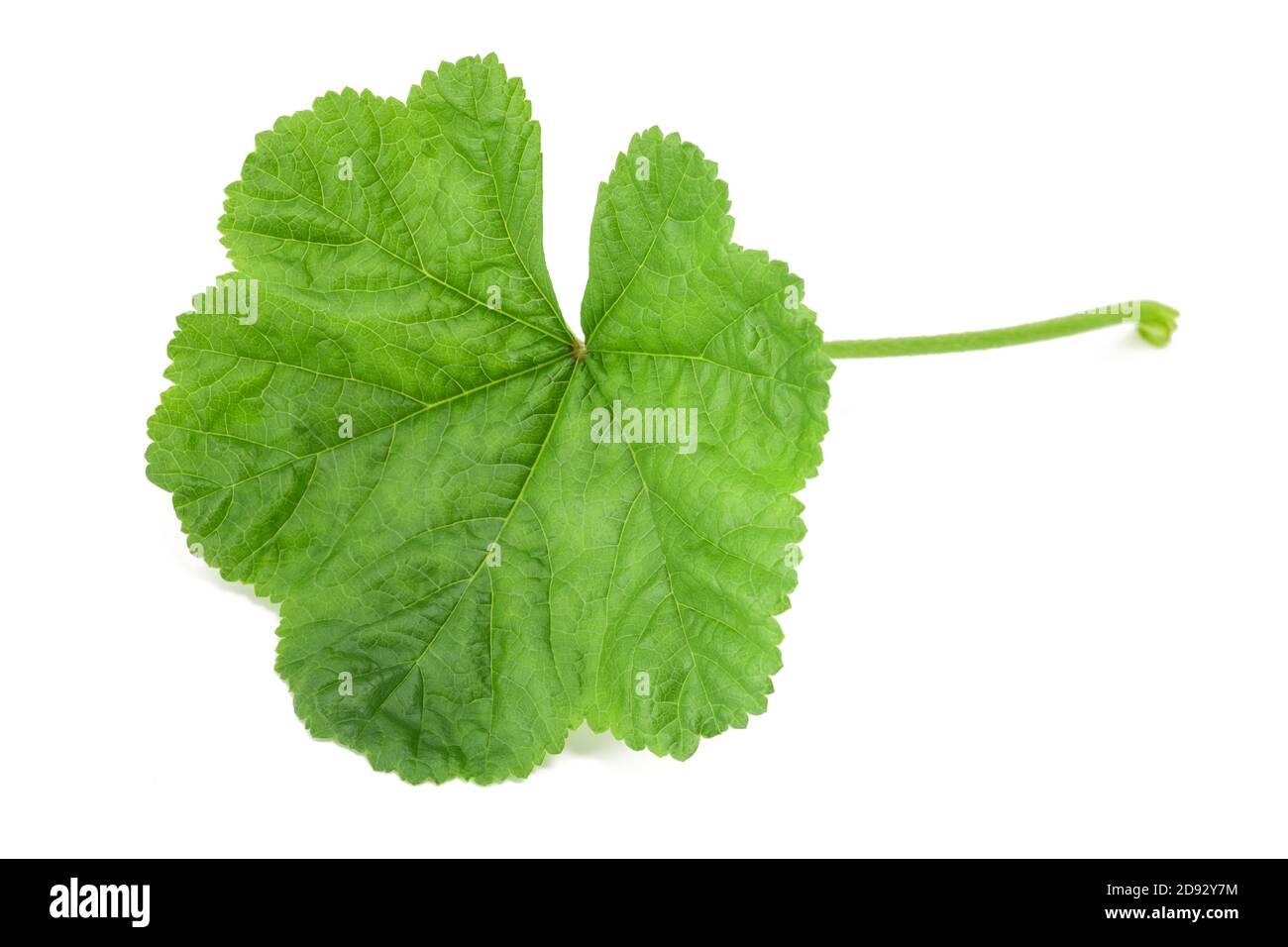 Mallow leaf  isolated on white background Stock Photo