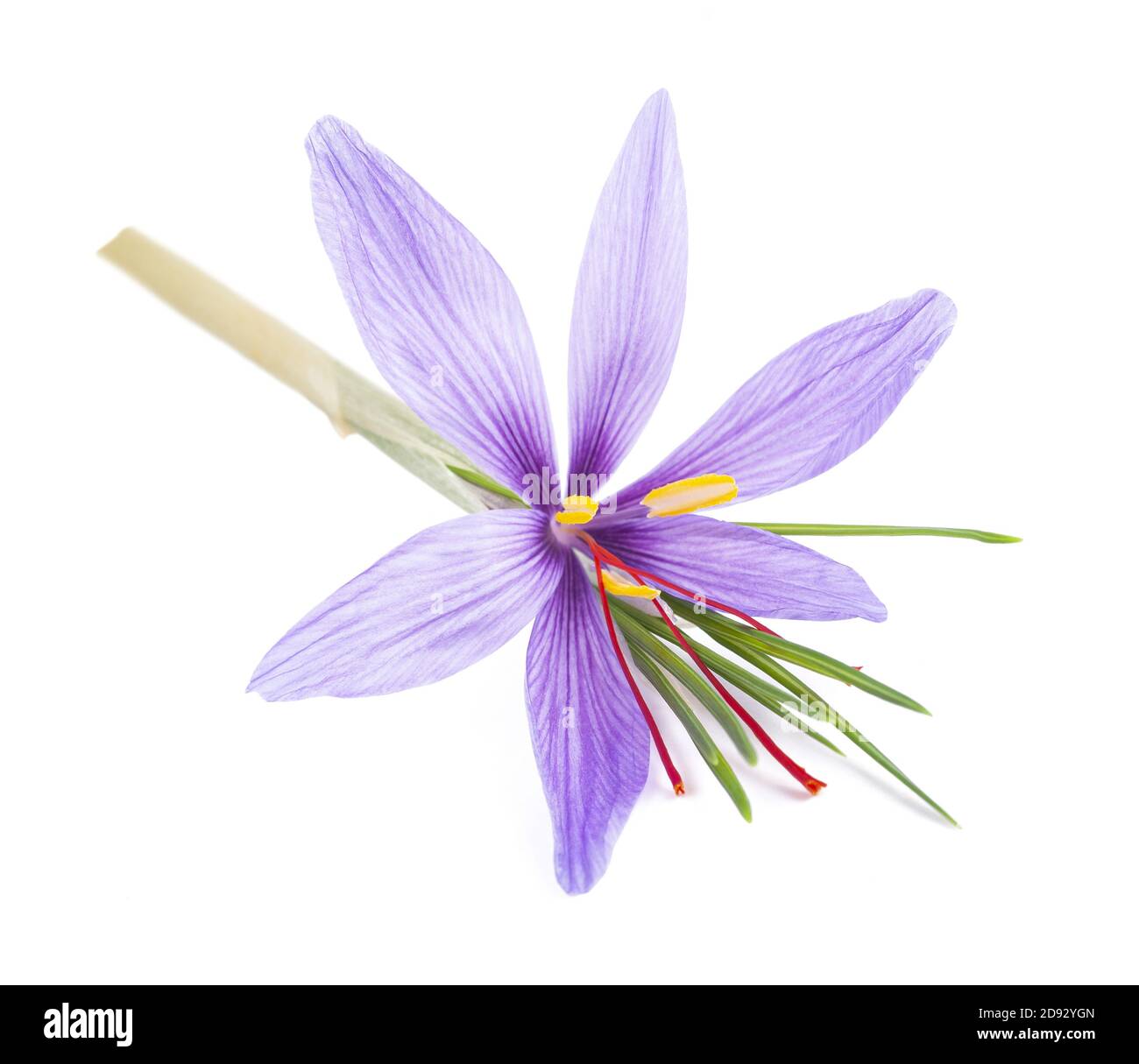 saffron flower isolated on white background Stock Photo Alamy