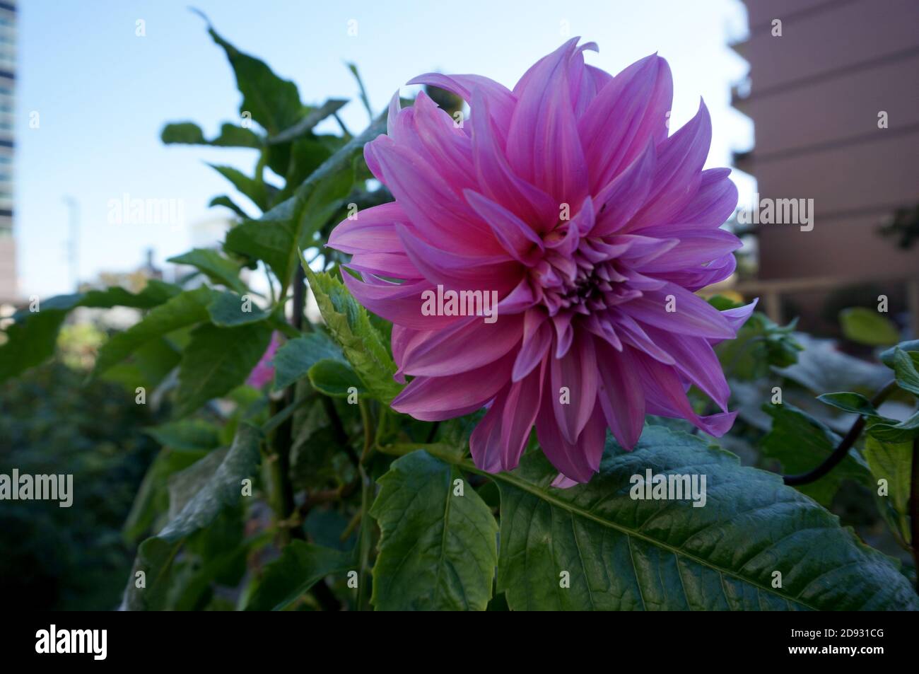 Dahlia 'Lavender Perfection' in Garden. Dahlia is a genus of bushy, tuberous, herbaceous perennial plants native to Mexico and Central America. A memb Stock Photo