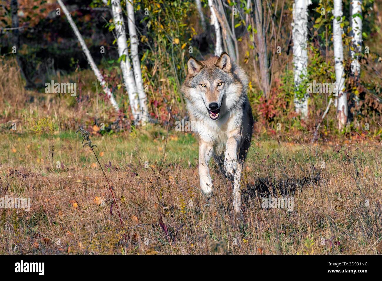 Grey Wolf running out of a Birch Forest in Autumn Stock Photo