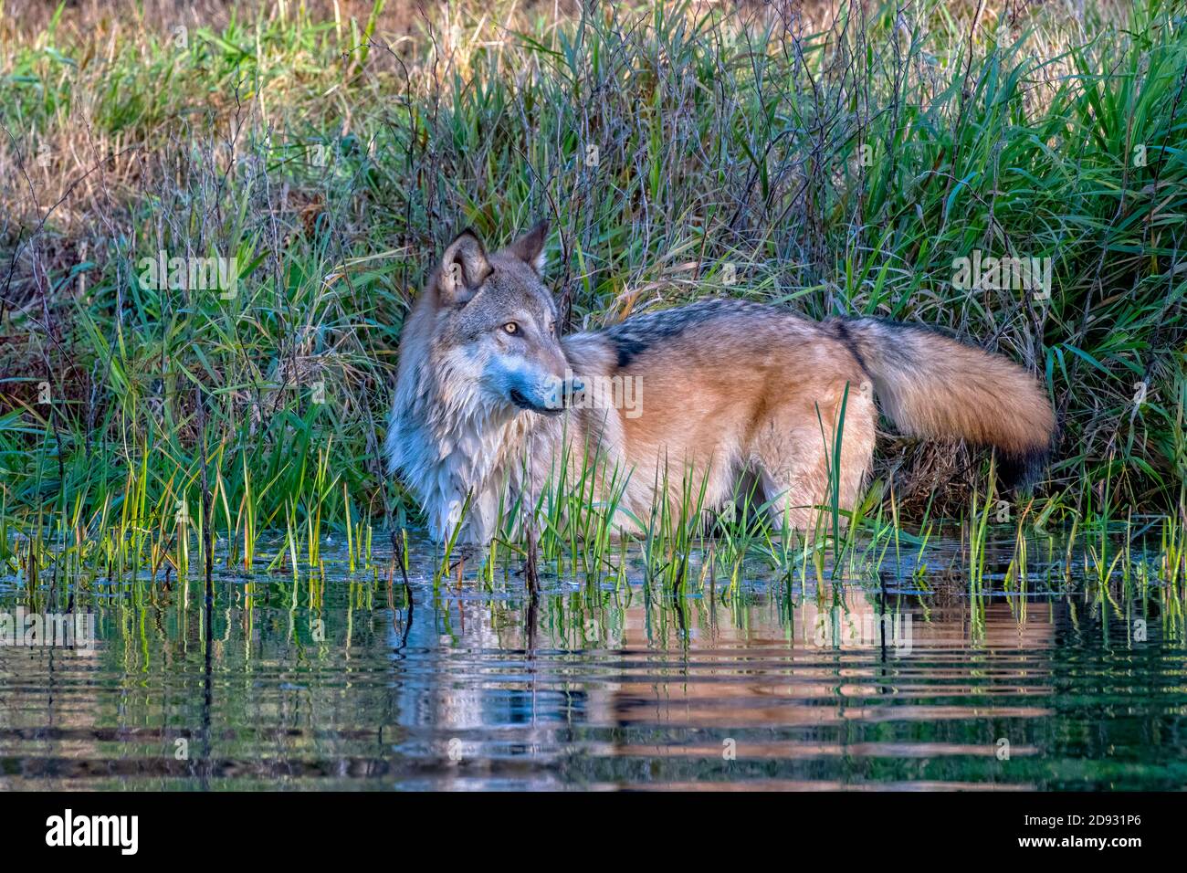 Grey Wolf Standing in Water with Rippling Reflection Stock Photo