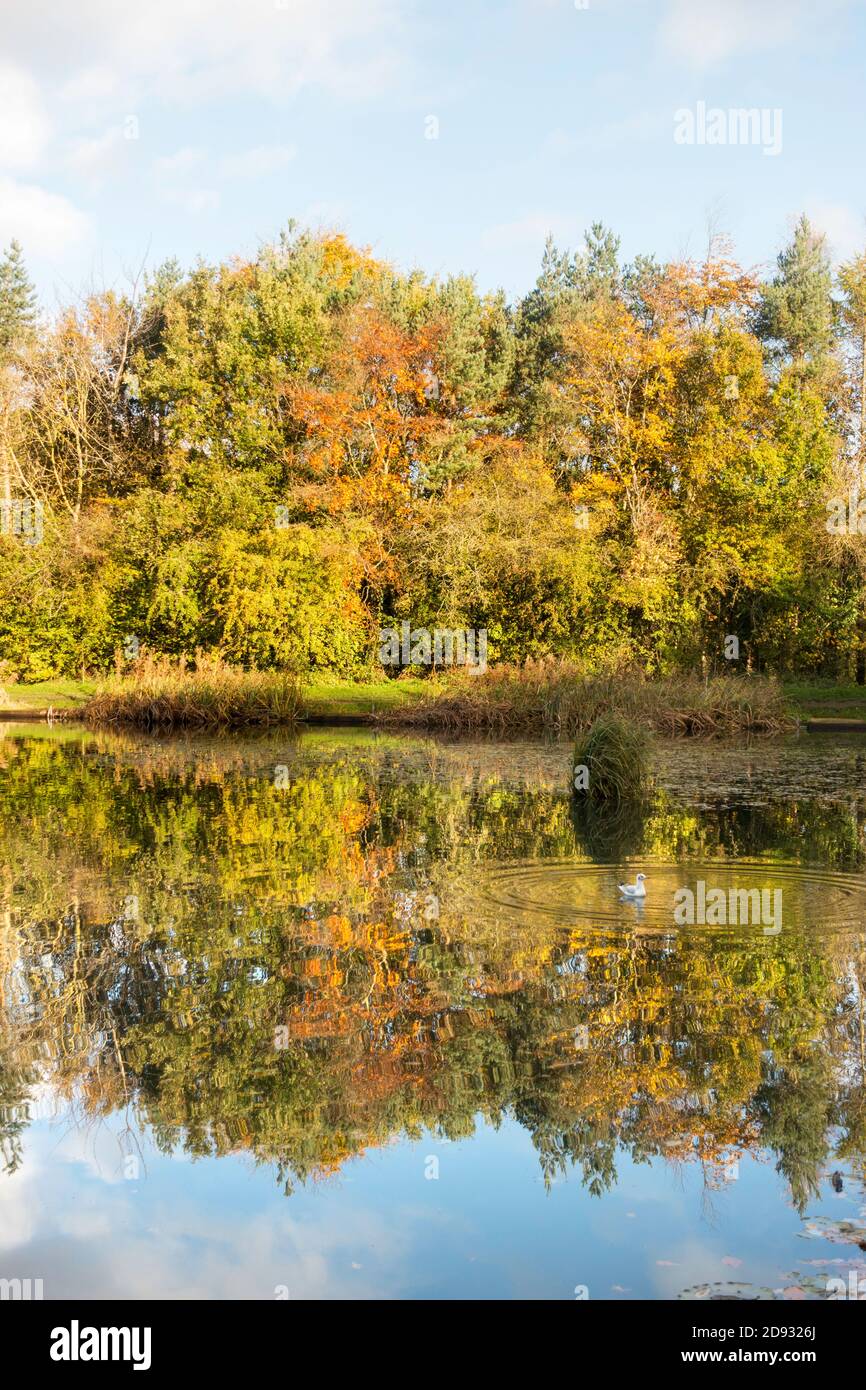 Autumn colour reflected in Mount Pleasant Lake. Fatfield, Washington, England, UK Stock Photo