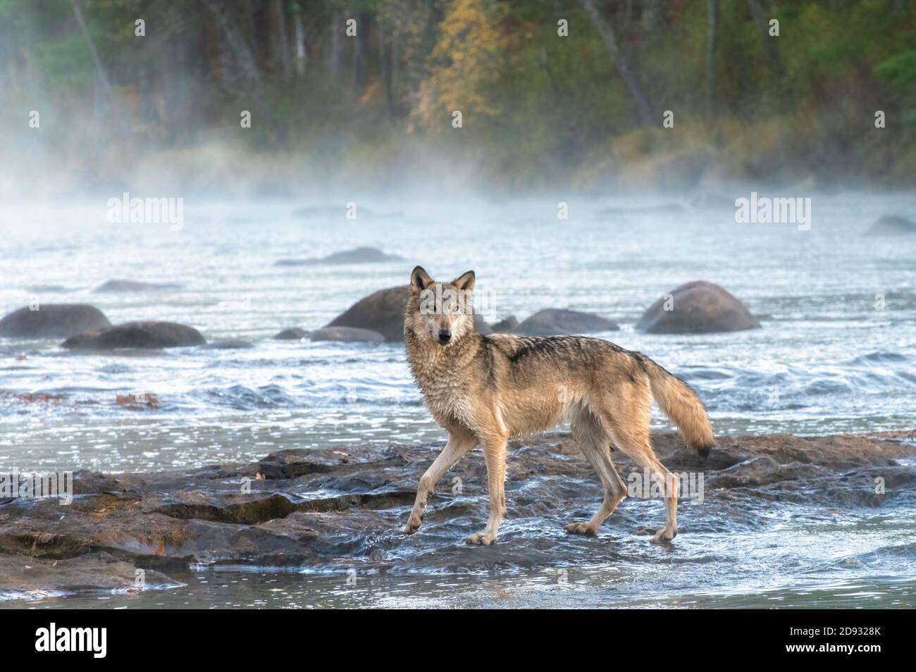 Grey Wolf crossing a Misty River at Dawn Stock Photo - Alamy