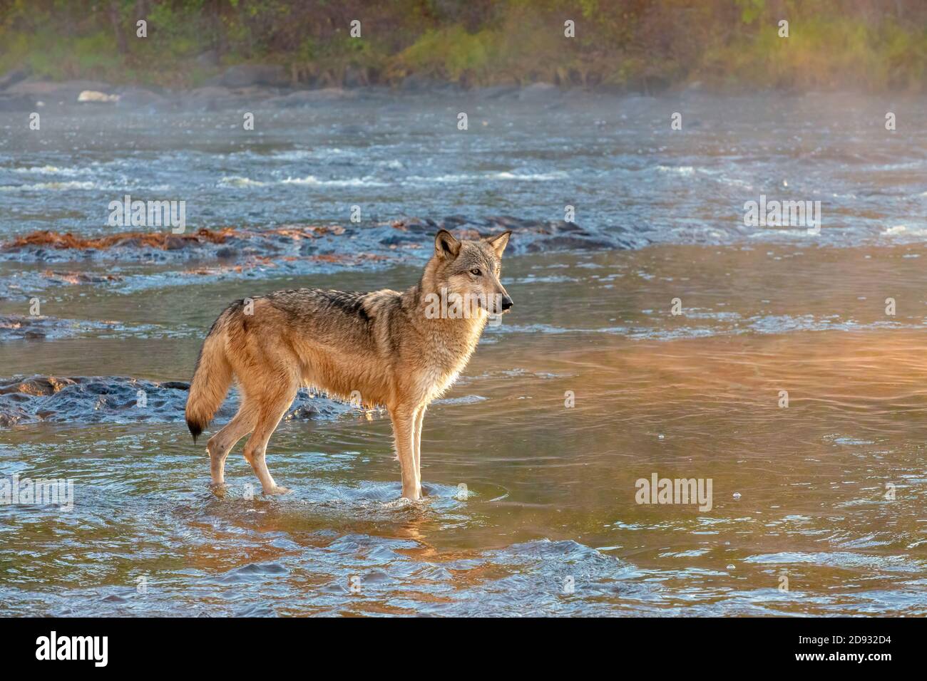 Grey wolf standing hi-res stock photography and images - Alamy