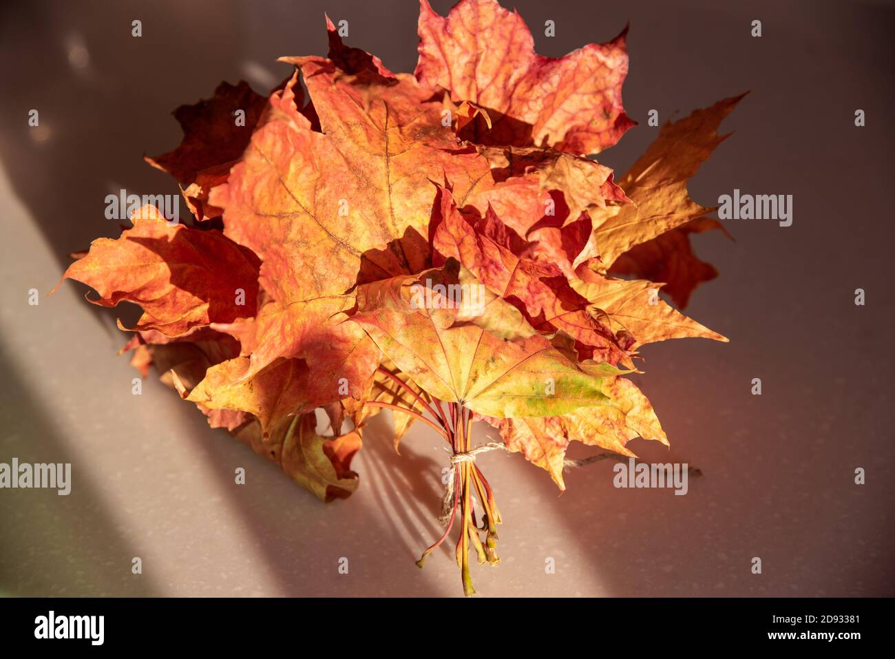 Heap of dried maple tree leaves with sunlight Stock Photo Alamy