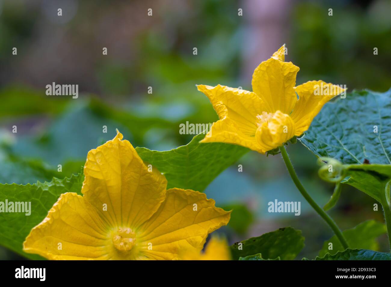 Winter melon or ash gourd vegetable bloomed flower Stock Photo Alamy