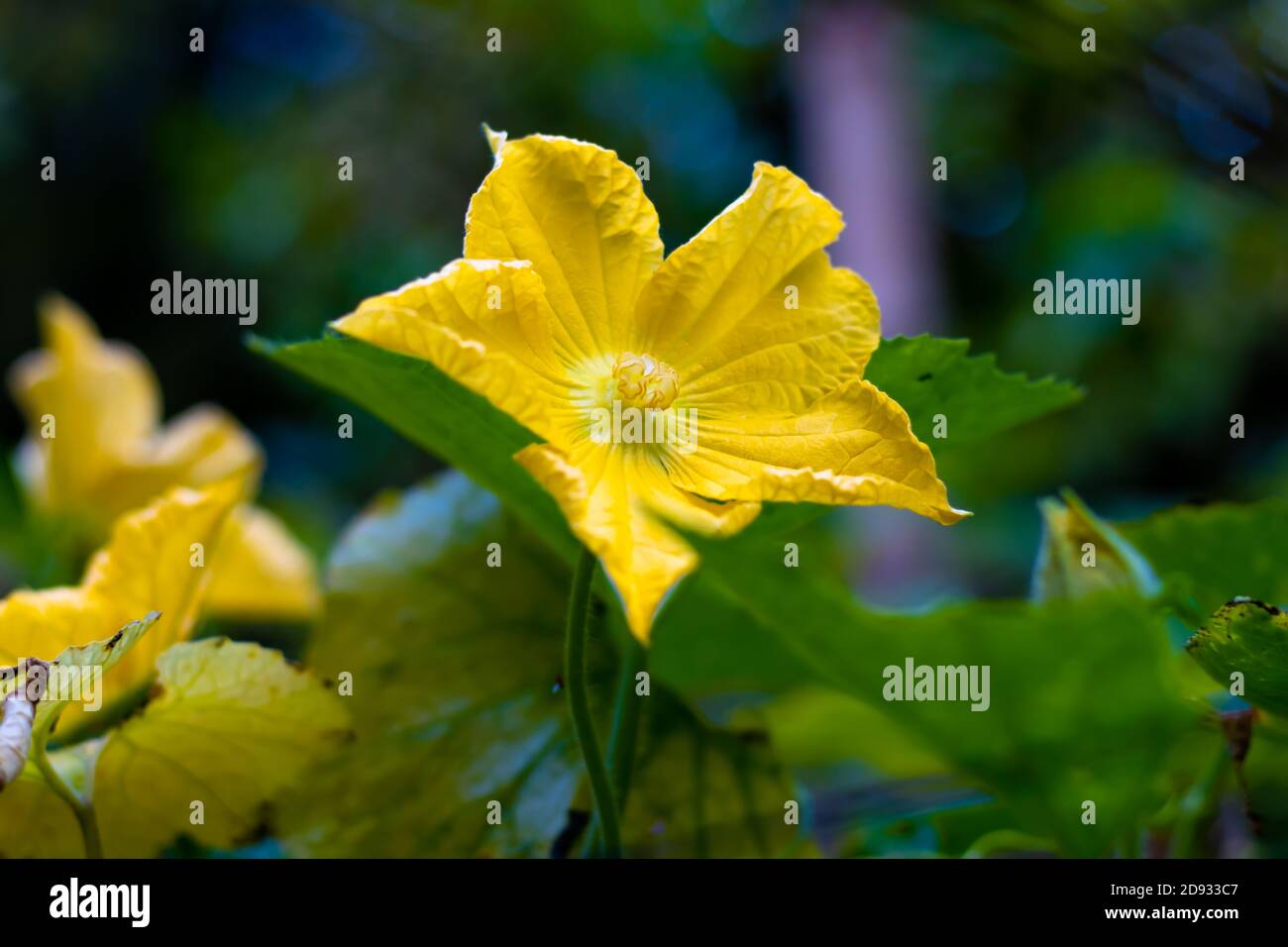 Winter melon squash fresh flower Stock Photo Alamy