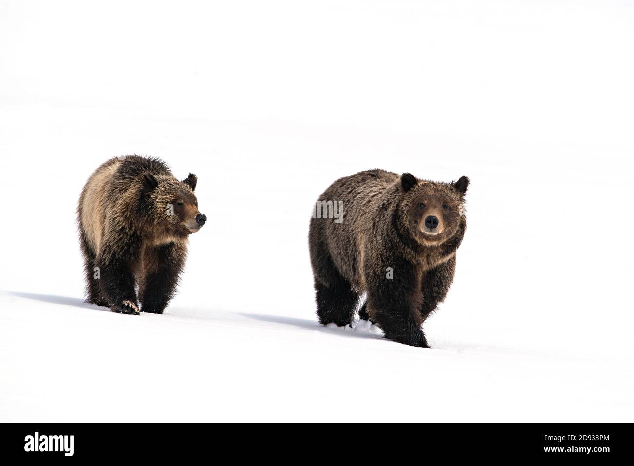 Grizzly Stock Photo