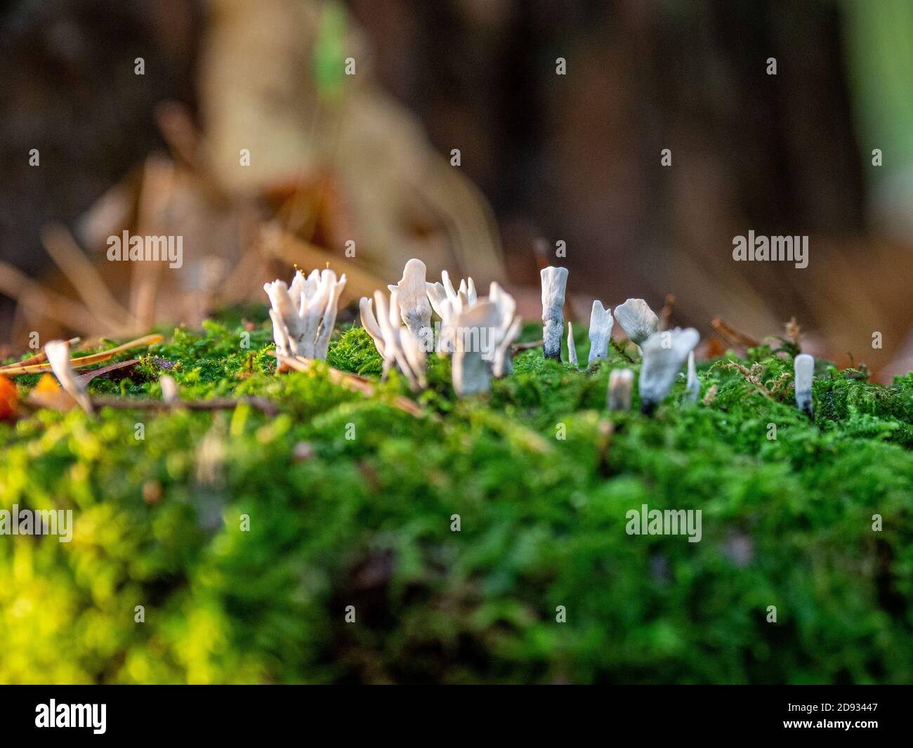 smallest white mushrooms grow on a mossy tree stump Stock Photo