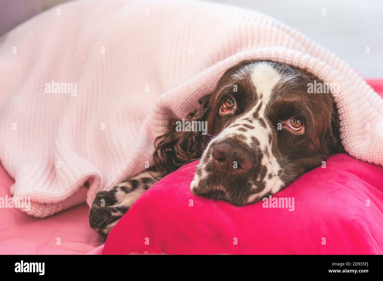 English springer spaniel dog with plaid on bed with pillow Stock Photo