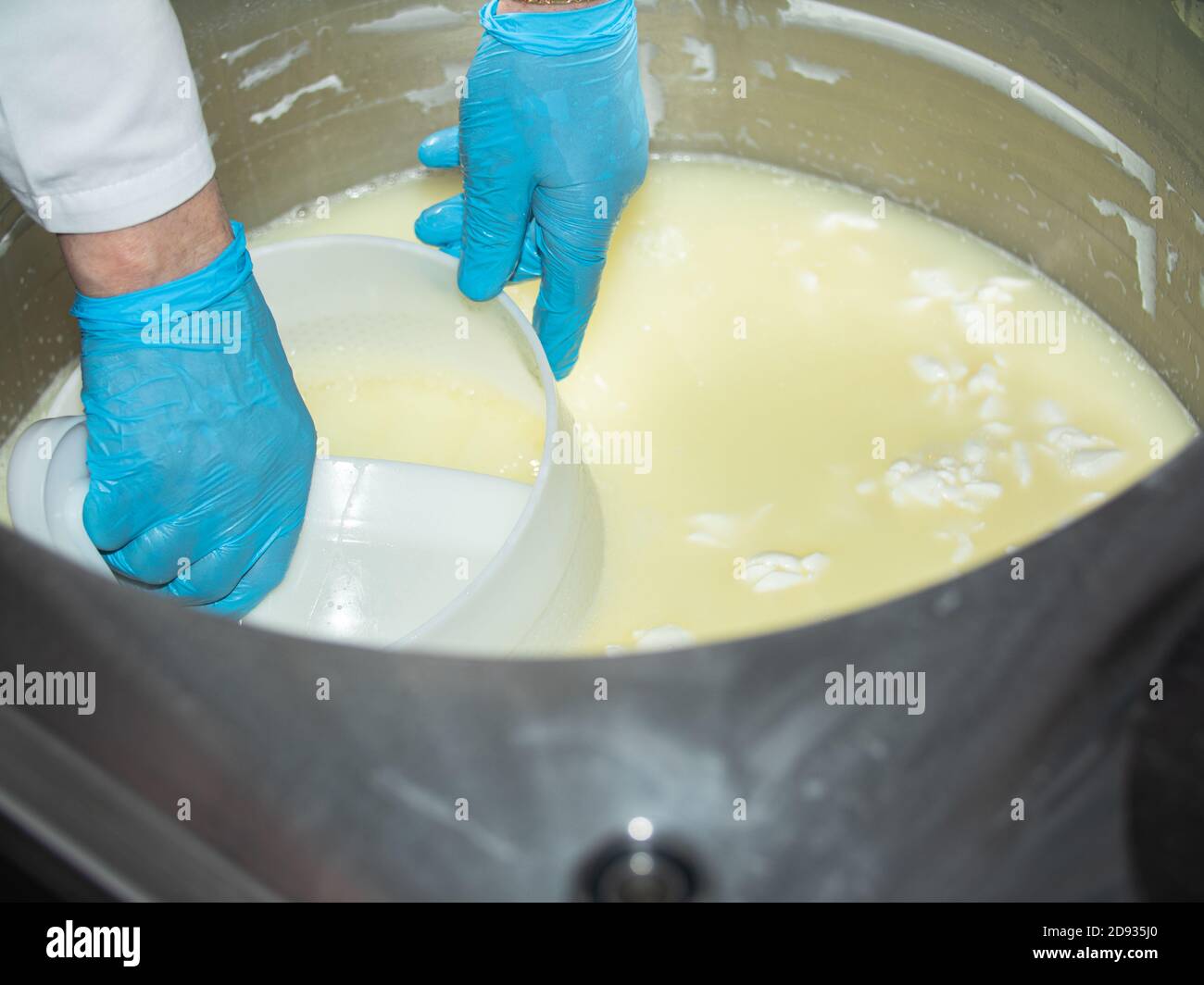 technologist knead the curd in the workplace. dairy industry. the production of cottage cheese. part 3 Stock Photo