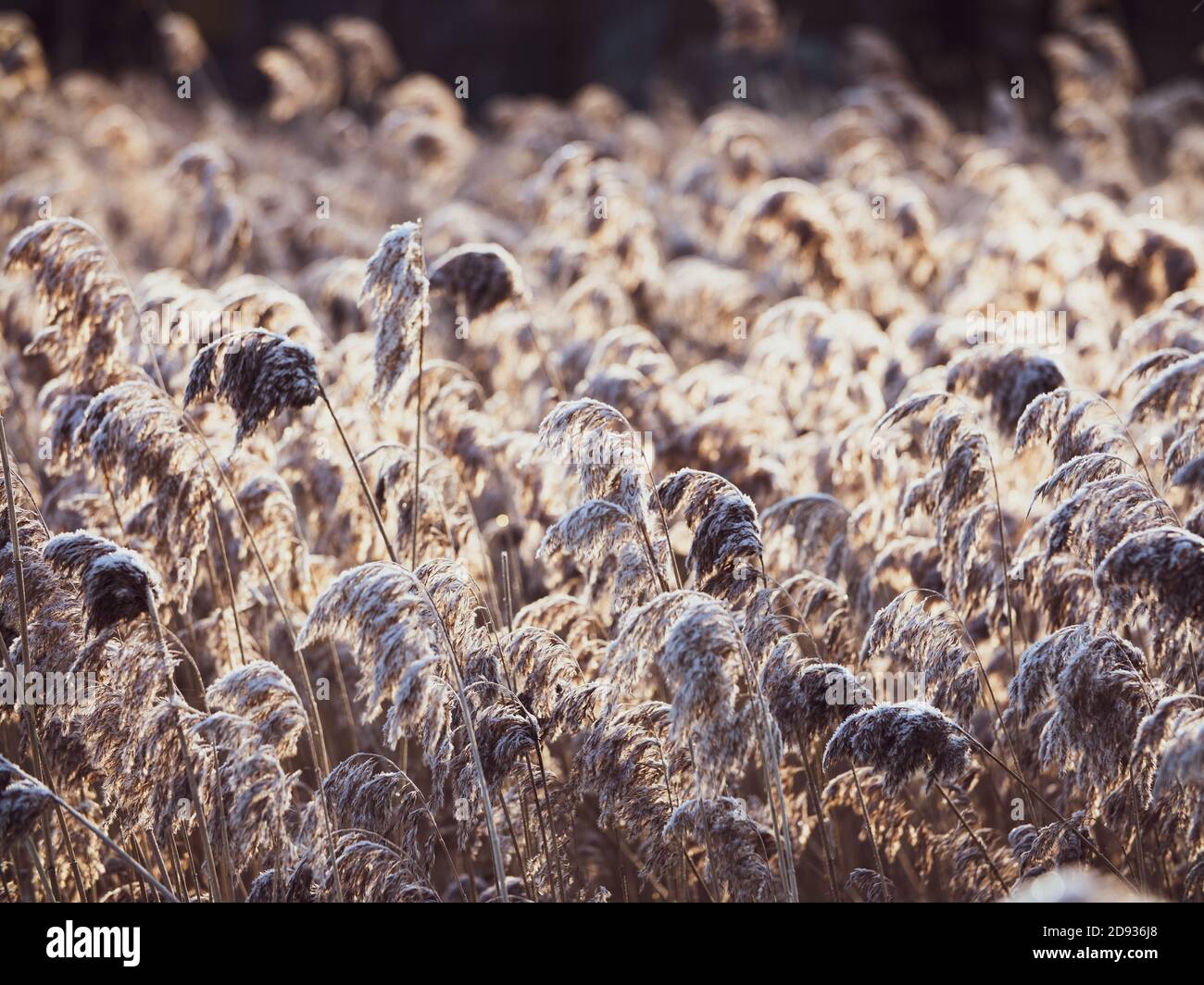 Dry reeds on the lake , a layer of reeds, cane seeds. Golden Reed grass in winter in the sun. Abstract natural background. Beautiful pattern with neut Stock Photo