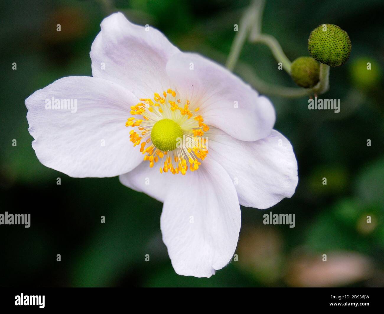 White And Yellow Flower Stock Photo