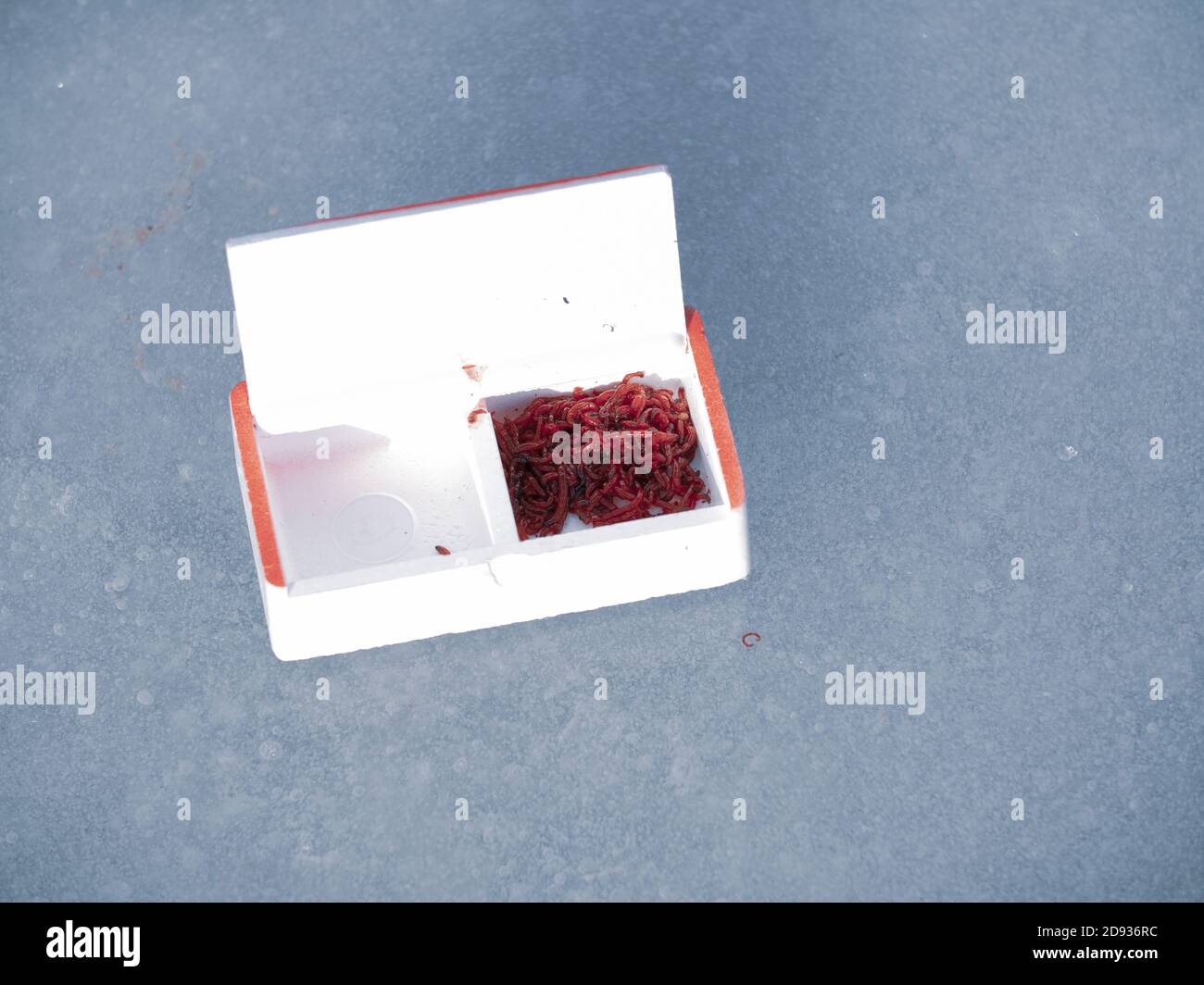 Joker bloodworm in white box as bait for jig on ice fishing. winter