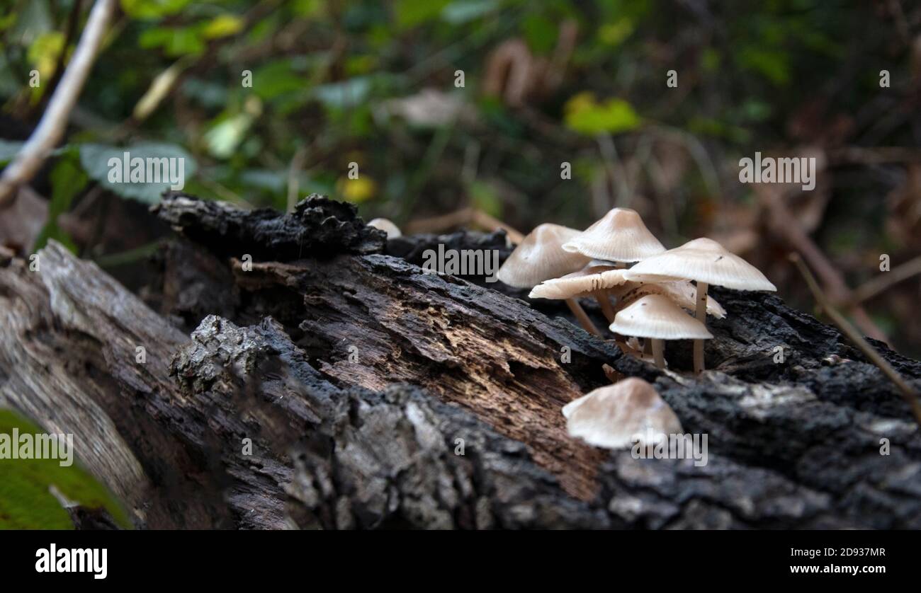 Wild mushrooms growing on a log in the forest Stock Photo - Alamy
