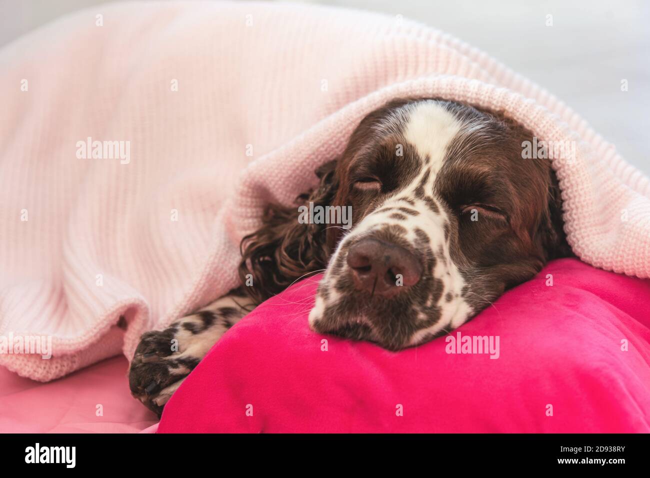 Sleep bed dog hires stock photography and images Alamy