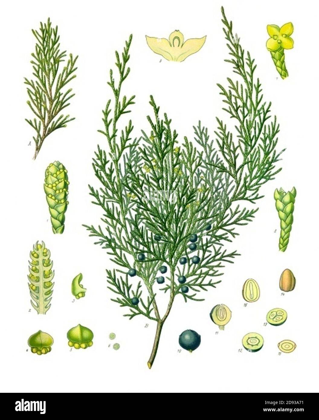 Juniperus sabina - Köhler–s Medizinal-Pflanzen-212. Stock Photo