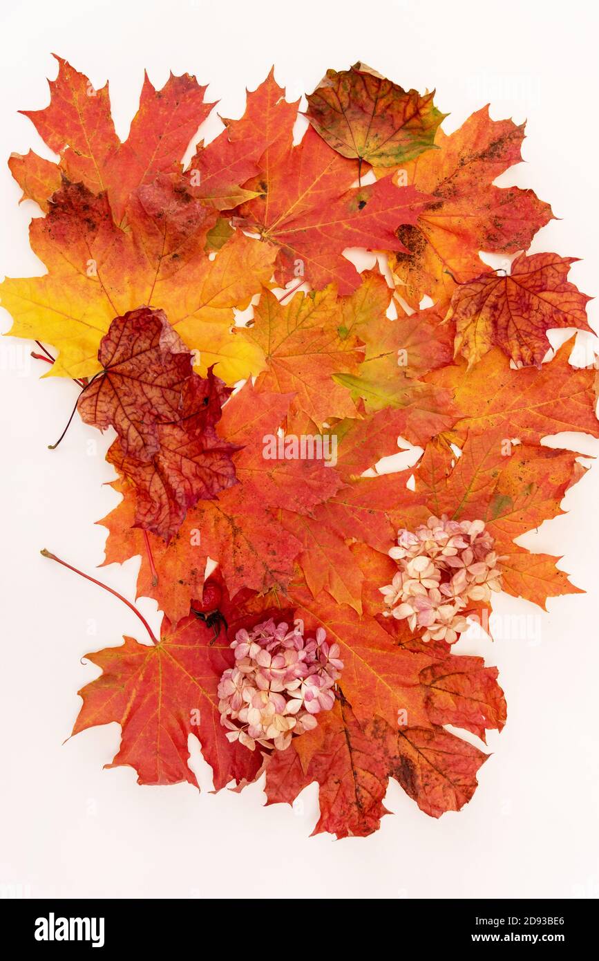Autumn maple tree leaves, fall season leafage Stock Photo