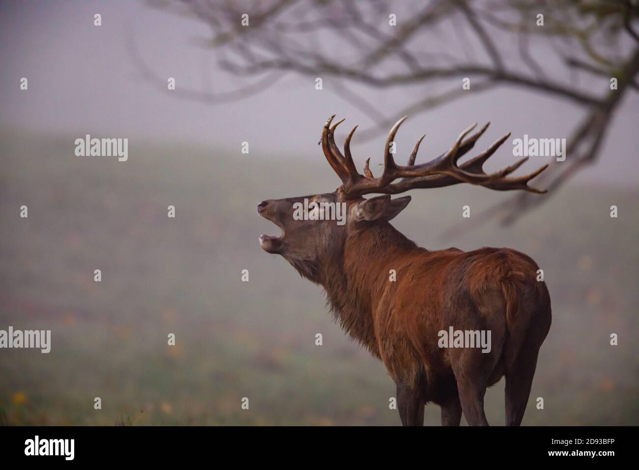 Red Deer in the forest at the rutting Season Stock Photo