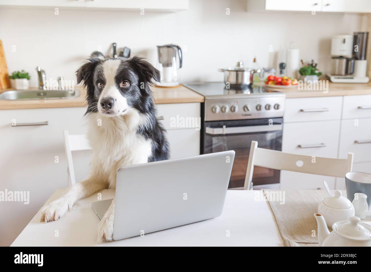 Mobile Office at home. Funny portrait cute puppy dog border collie ...