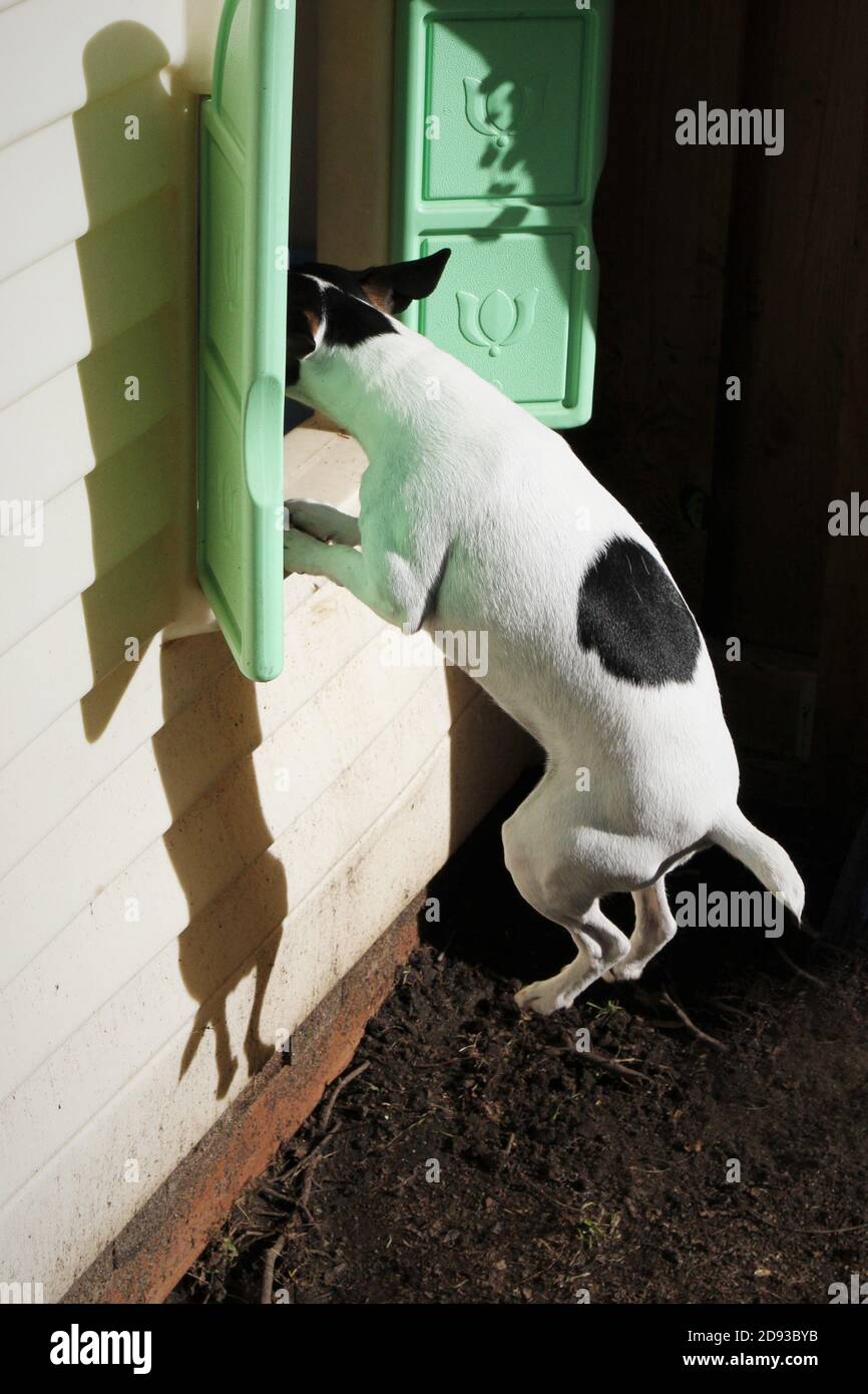 A dog jumping up to look into the window of a child's playhouse Stock