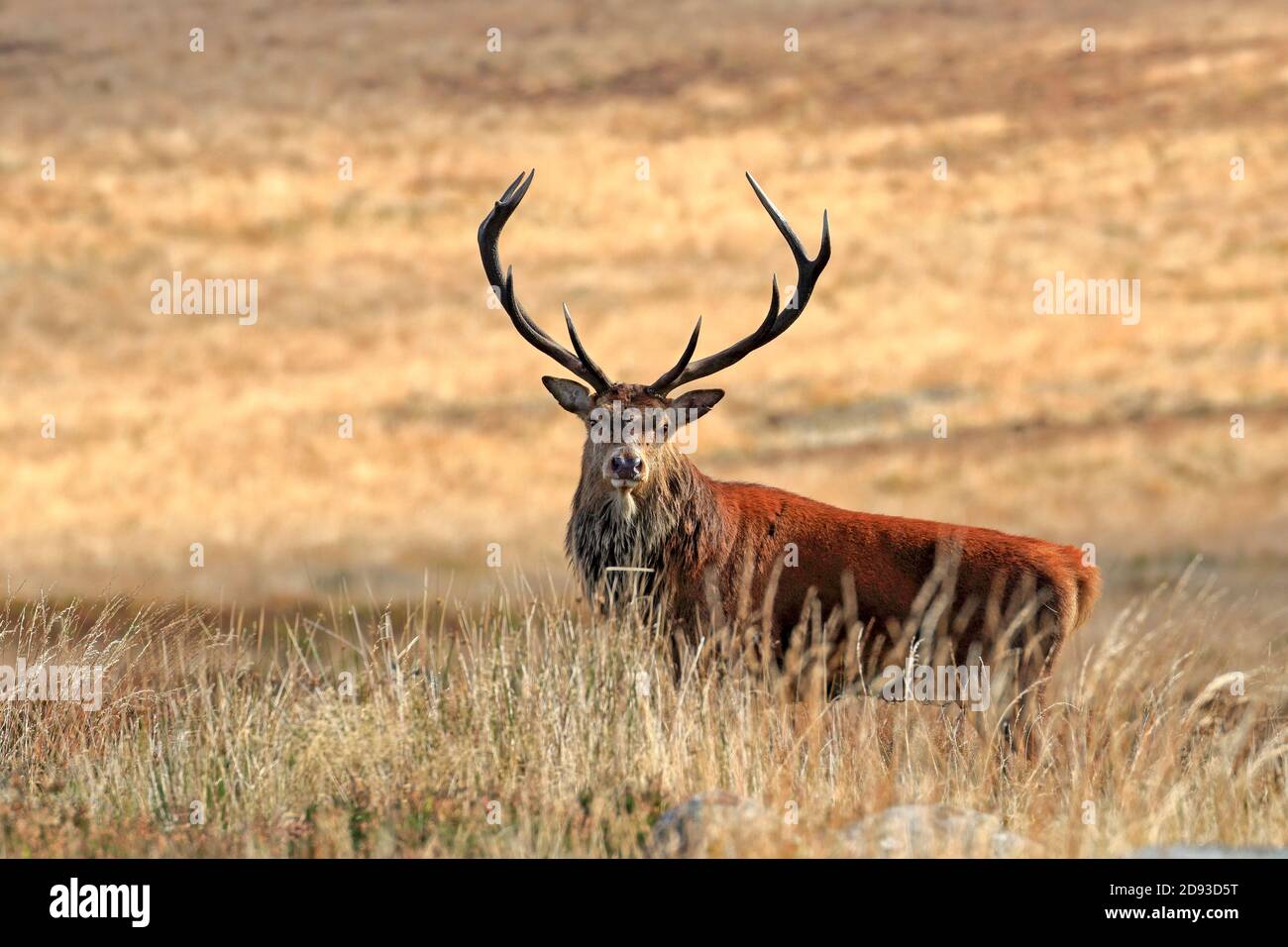 Red deer stag, Cervus elaphuson during the autumn rut on Big Moor, Derbyshire, Peak District National Park, England, UK. Stock Photo