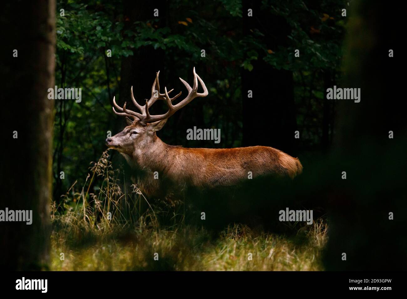 Red Deer in the forest at the rutting Season Stock Photo