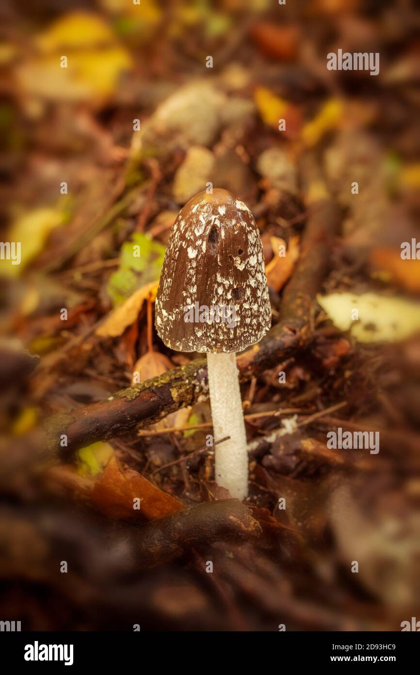 Magpie Inkcap Fungus in the autumn woodland landscape Stock Photo - Alamy