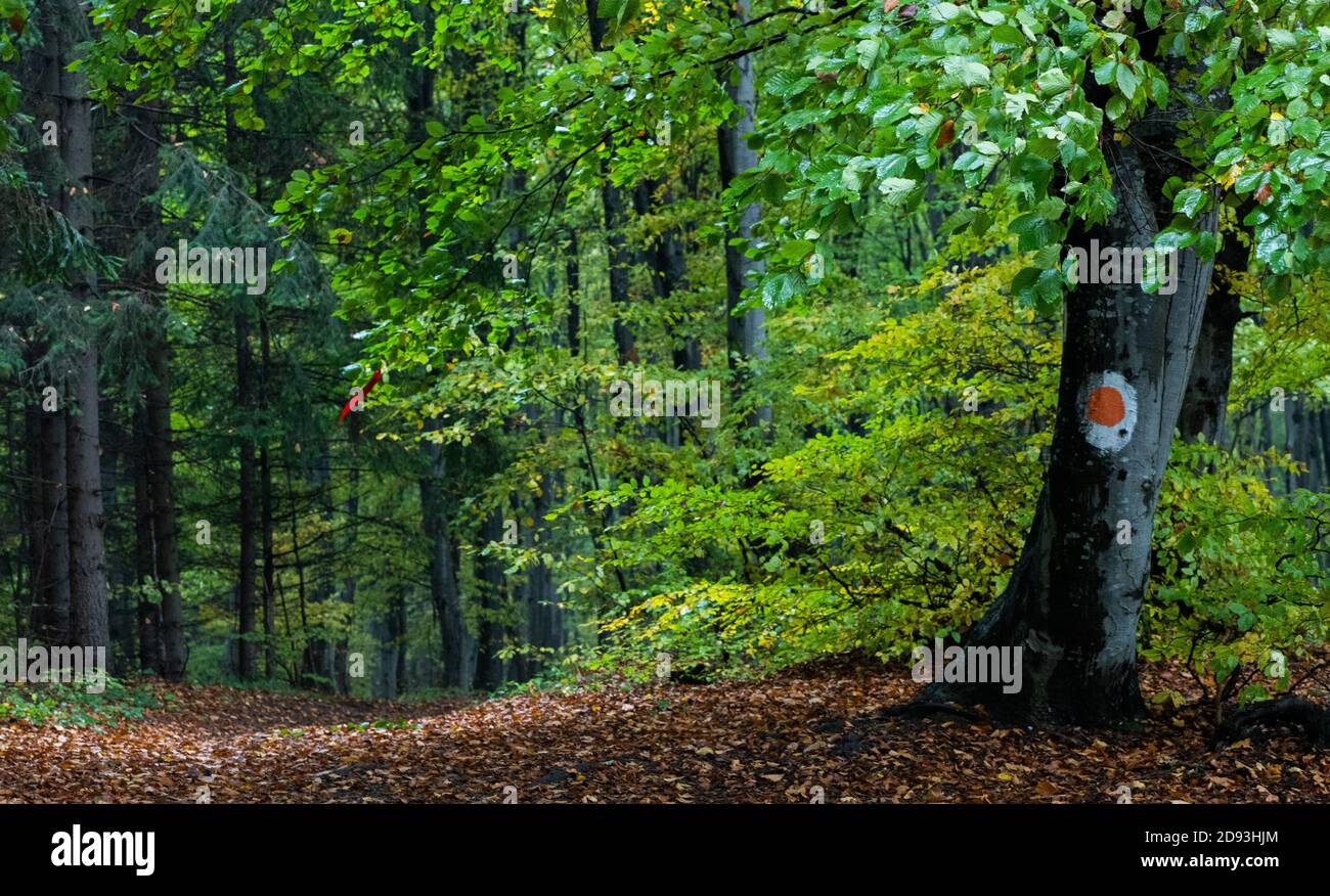 beautiful colorful autumn forest landscape Stock Photo - Alamy
