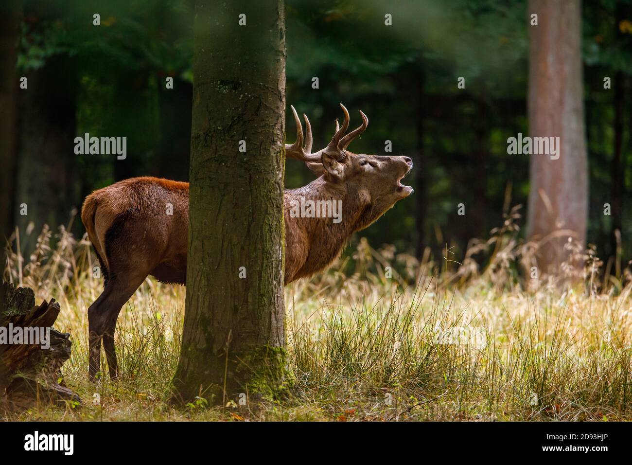 Rutting male hi-res stock photography and images - Alamy