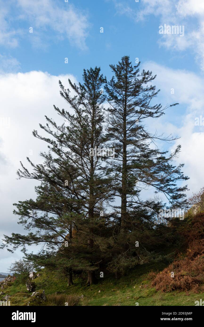 Pine trees against a blue sky with clouds Stock Photo - Alamy