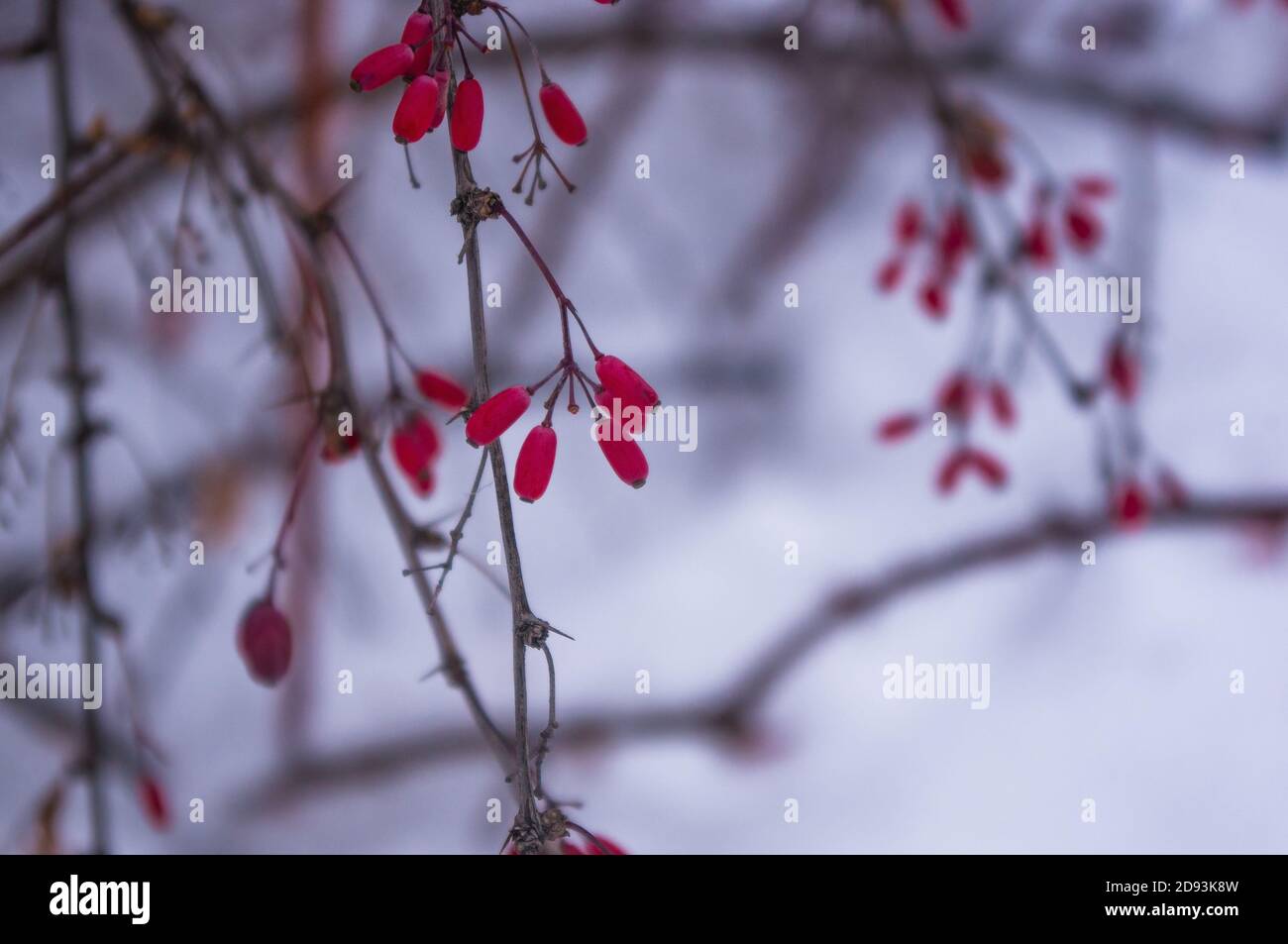 Covered with snow, clusters of red berries of a Cotoneaster horizontalis Decne, winter background. Stock Photo