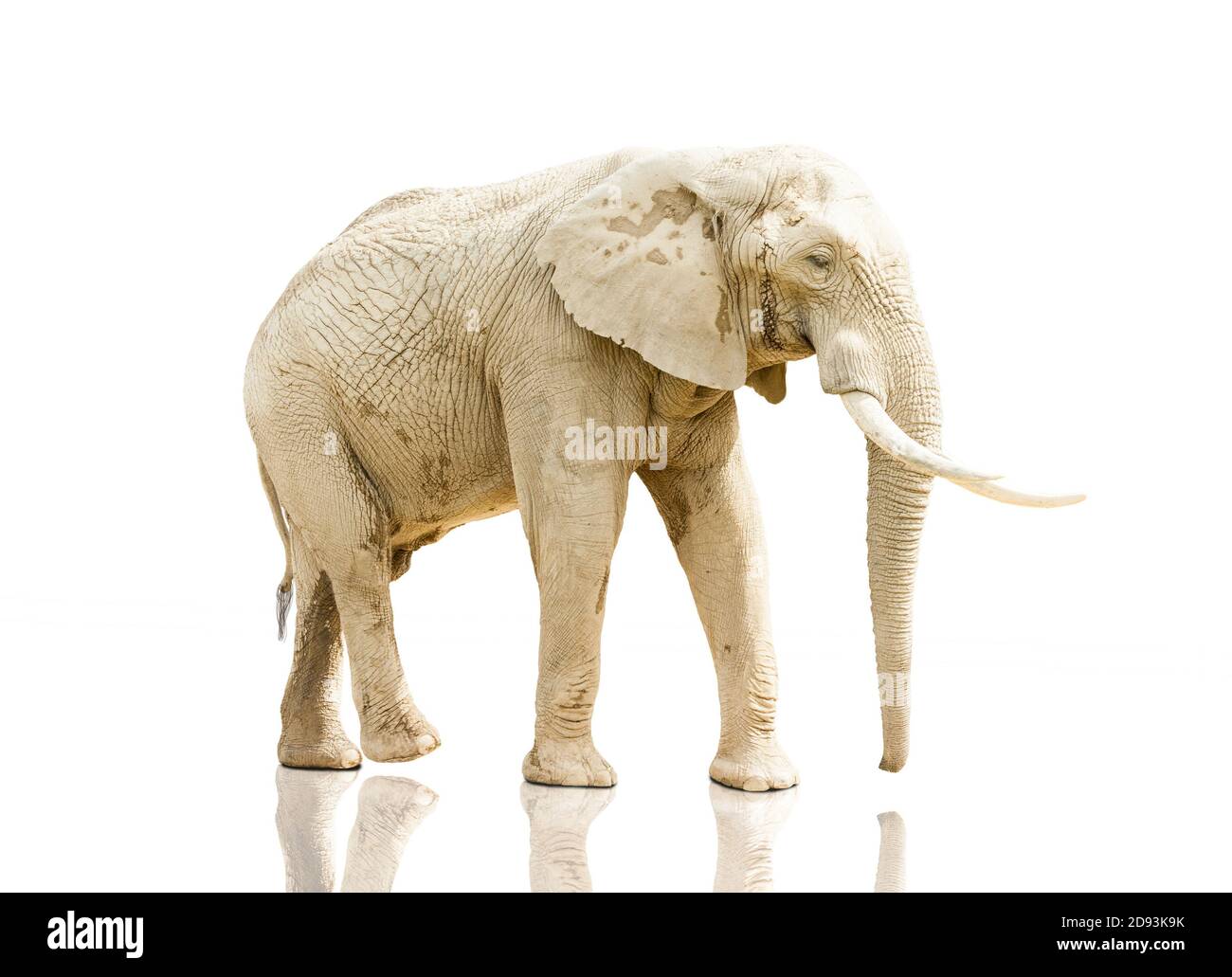 elephant walking On White Background Stock Photo - Alamy