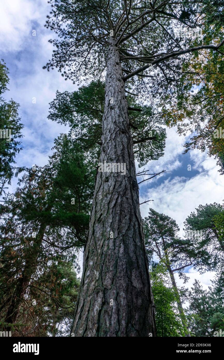 Pinus Nigra also known as Austrian Pine or Black Pine. It can grow to a height of 20m. Stock Photo