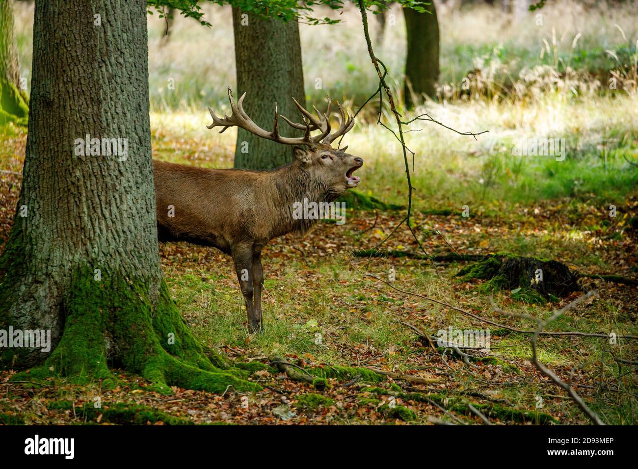 Red Deer in the forest at rutting season Stock Photo