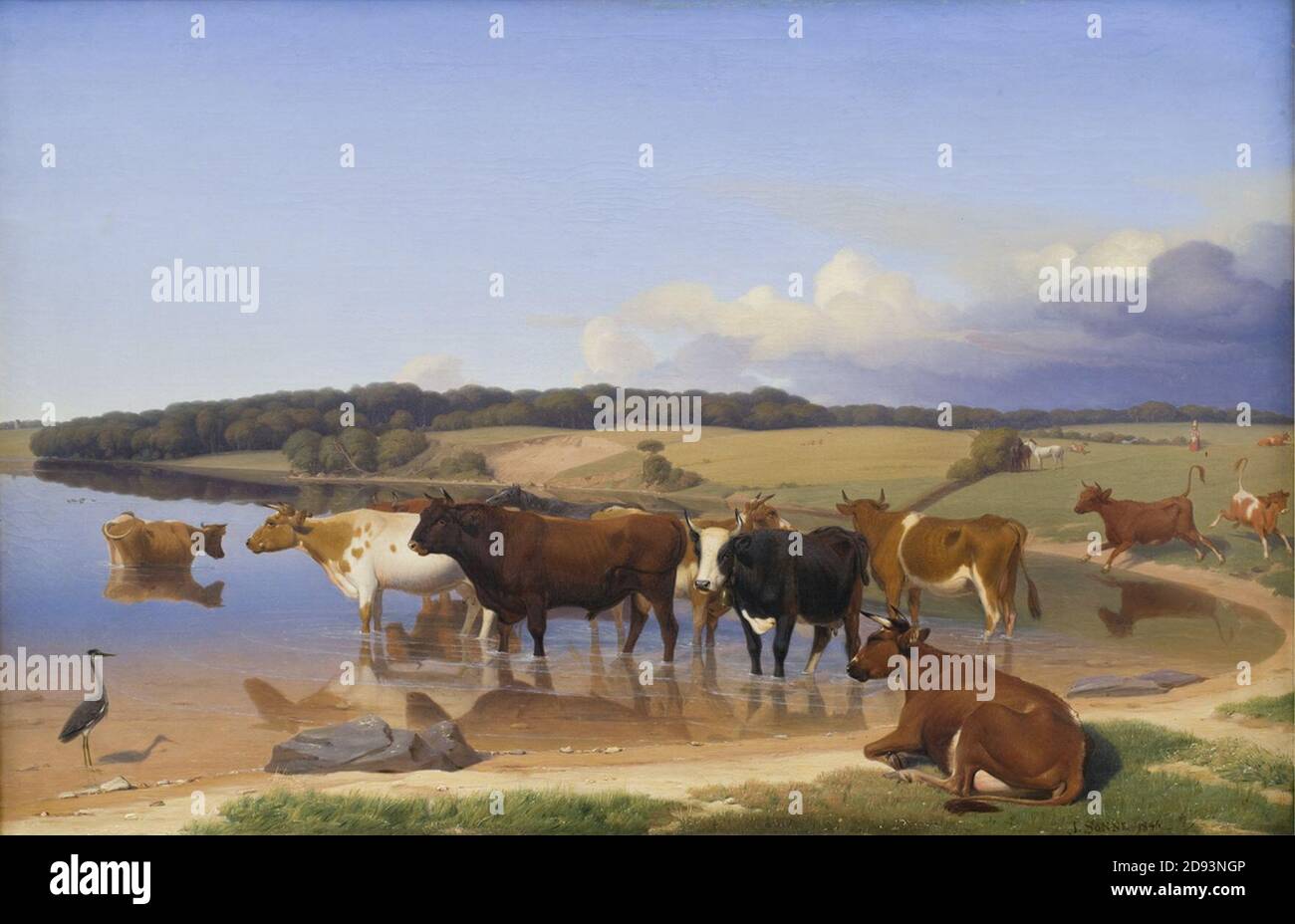 Jørgen V. Sonne - En flok kvæg har søgt kølighed i en sø på en hed sommerdag Stock Photo