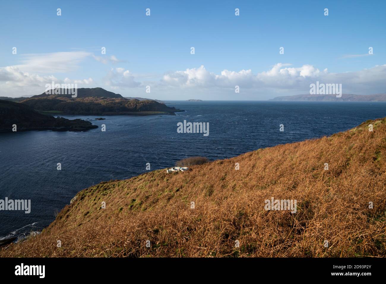 Sheep on a hillside at Loch Feochan sea loch with the isle of Mull in the background, Argylle and Bute, Scotland, UK Stock Photo