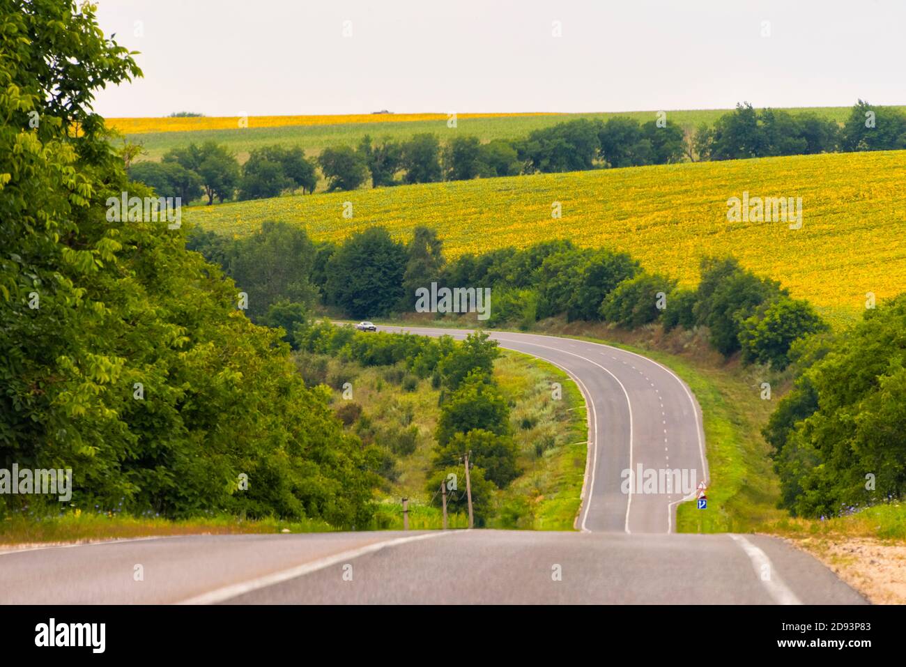 Winding road through sunflower field, Saharna, Moldova Stock Photo