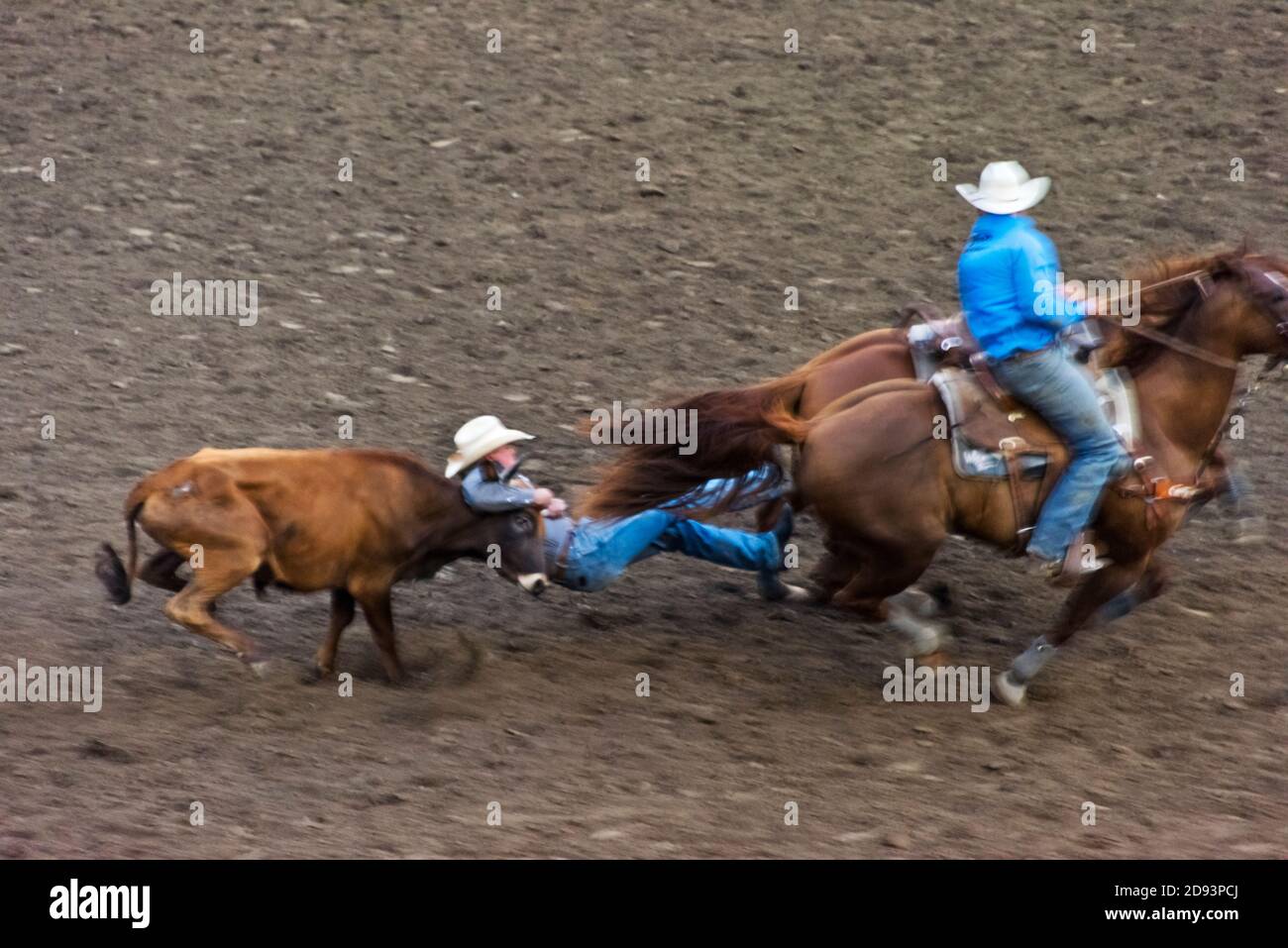Rodeo show in the arena, steer wrestling where a rider chases a steer, drops from the horse to the steer, then wrestles the steer to the ground by gra Stock Photo