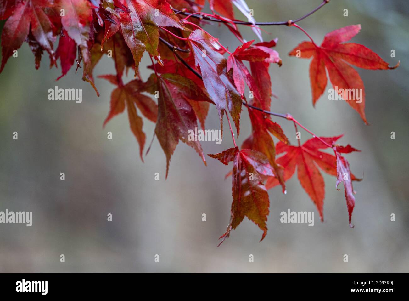 Red autumn maple tree leaves Stock Photo