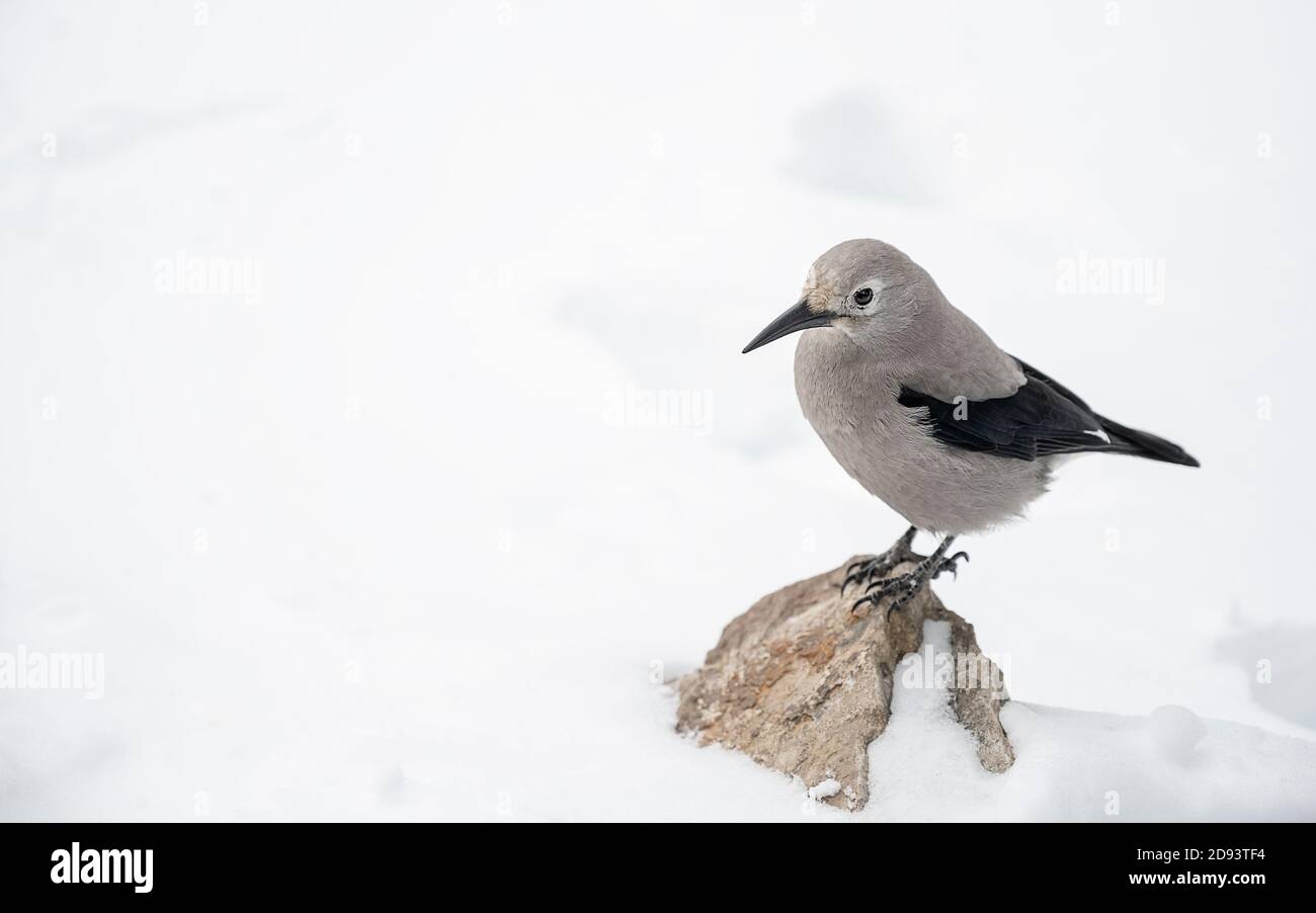 Clark’s Nutcracker (Nucifraga columbiana) standing on a rock surrounded by snow Stock Photo